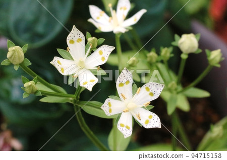 The yellow-green spots (nectar glands) on the petals are beautiful! Akebonosou (Akebonoso) The yellow-green spots (nectar glands) on the petals are beautiful! Akebonosou (Akebonoso) 94715158