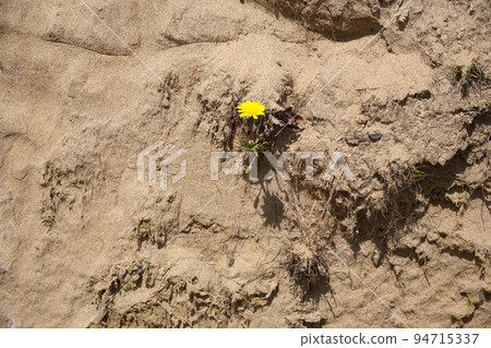 Wildflowers blooming on dry ground Wildflowers blooming on dry ground 94715337