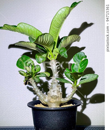 Pachypodium Winsory 94715361