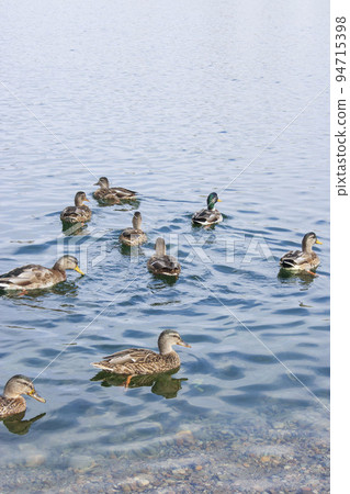 A vertical shot of a wild duck Anas platyrhynchos swimming in a lake or river looking adorable 94715398