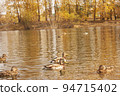 Two mallard ducks on a water in dark pond with floating autumn or fall leaves, top view. Beautiful fall nature . Autumn october season animal, landscape background. 94715402