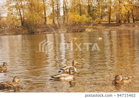 Two mallard ducks on a water in dark pond with floating autumn or fall leaves, top view. Beautiful fall nature . Autumn october season animal, landscape background. Two mallard ducks on a water in dark pond with floating autumn or fall leaves, top view. Beautiful fall nature . Autumn october season animal, landscape background. 94715402