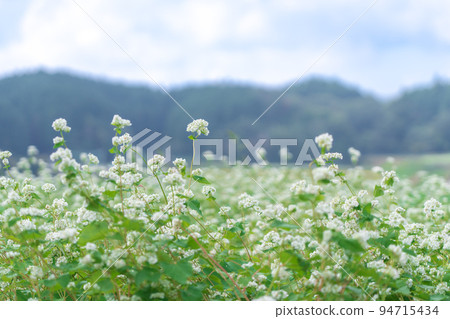 奈良縣蕎麥麵花笠區 奈良縣蕎麥麵花笠區 94715434