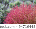 Kokia with red color 94716448