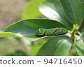 A caterpillar resting on a leaf 94716450