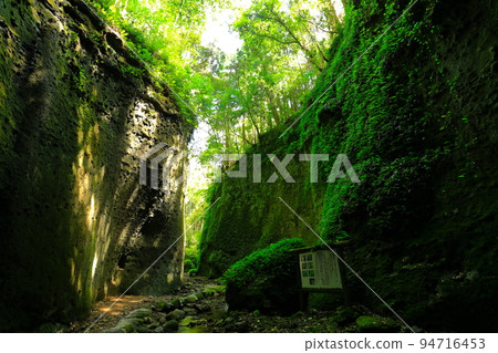 [Kochi Prefecture] Fern Colony in Ioki Cave (Aki City) 94716453