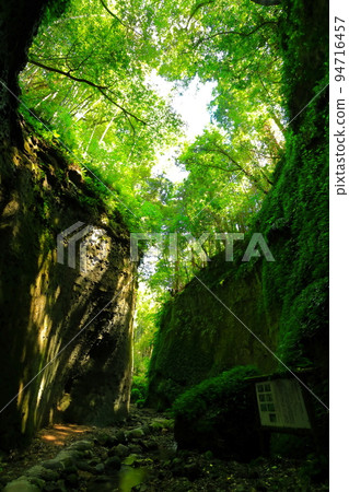 [Kochi Prefecture] Fern Colony in Ioki Cave (Aki City) 94716457