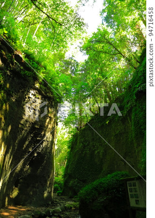 [Kochi Prefecture] Fern Colony in Ioki Cave (Aki City) 94716458