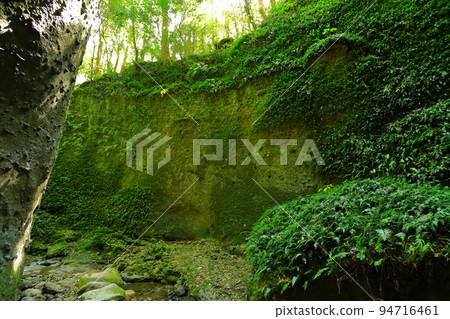 [Kochi Prefecture] Fern Colony in Ioki Cave (Aki City) 94716461