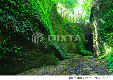 [Kochi Prefecture] Fern Colony in Ioki Cave (Aki City) 94716468