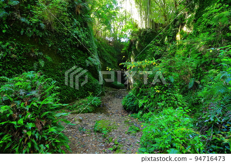 [Kochi Prefecture] Fern Colony in Ioki Cave (Aki City) 94716473