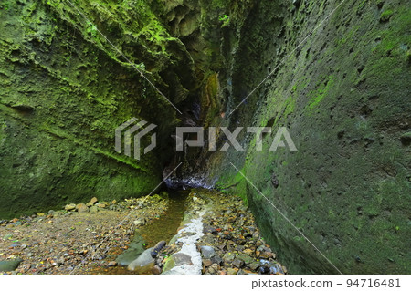 [Kochi Prefecture] Fern Colony in Ioki Cave (Aki City) 94716481