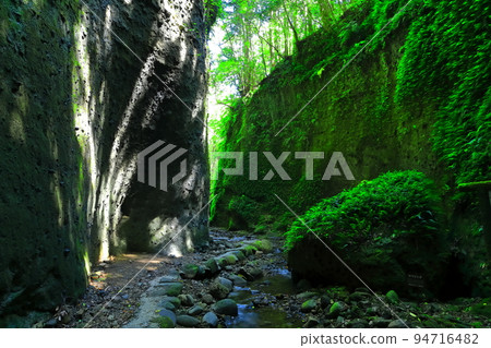 [Kochi Prefecture] Fern Colony in Ioki Cave (Aki City) 94716482