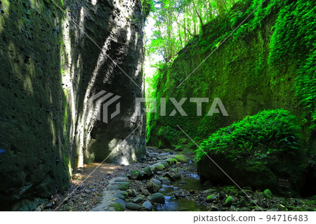 [Kochi Prefecture] Fern Colony in Ioki Cave (Aki City) 94716483