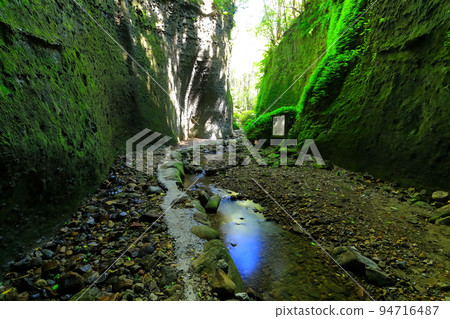 [Kochi Prefecture] Fern Colony in Ioki Cave (Aki City) 94716487