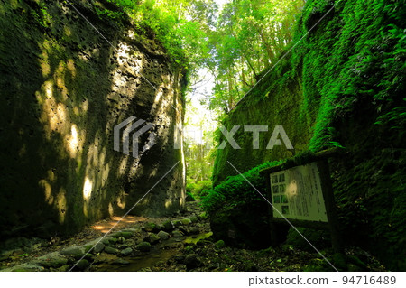 [Kochi Prefecture] Fern Colony in Ioki Cave (Aki City) 94716489