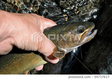 A tributary of the Watarase River, a good type of char from the Mochiga Se River A tributary of the Watarase River, a good type of char from the Mochiga Se River 94717617