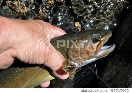 A tributary of the Watarase River, a good type of char from the Mochiga Se River A tributary of the Watarase River, a good type of char from the Mochiga Se River 94717625