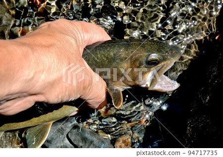 A tributary of the Watarase River, a good type of char from the Mochiga Se River A tributary of the Watarase River, a good type of char from the Mochiga Se River 94717735
