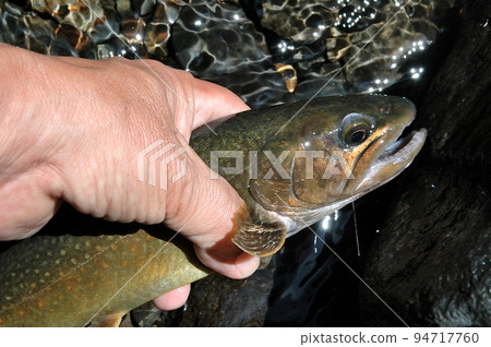 A tributary of the Watarase River, a good type of char from the Mochiga Se River A tributary of the Watarase River, a good type of char from the Mochiga Se River 94717760