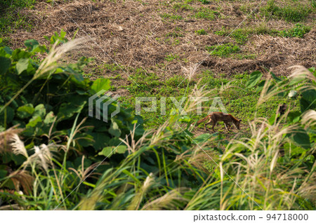 A fox walking through Aone farmland 94718000