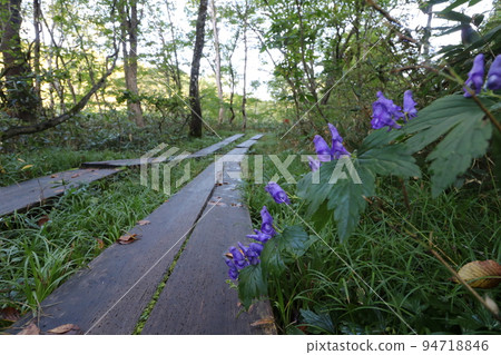 Wooden path from Hatomachi Pass in Katashina Village, Gunma Prefecture to Yamanohana Wooden path from Hatomachi Pass in Katashina Village, Gunma Prefecture to Yamanohana 94718846