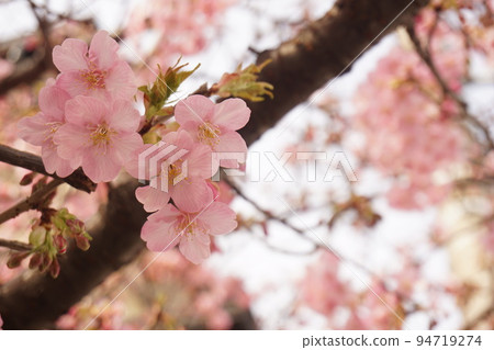 Cherry Blossoms Cherry Blossoms 94719274