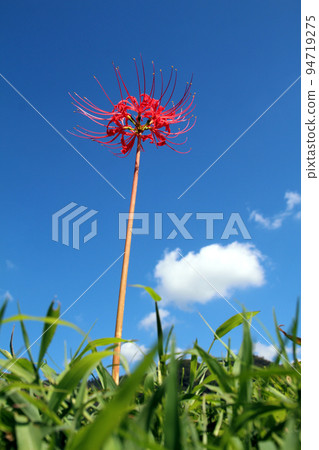 A cluster amaryllis and blue sky 94719275
