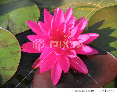 睡蓮鮮花 94719278