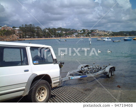 australian pelican 94719408