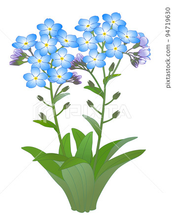 勿忘草草 94719630