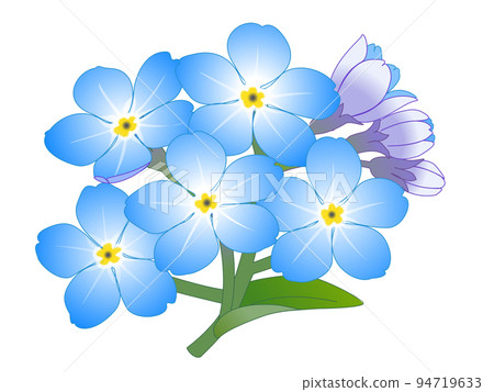 Forget-me-not grass Forget-me-not grass 94719633