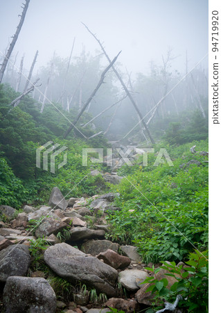 Shimagare no Mori 蓼科山登山道 94719920
