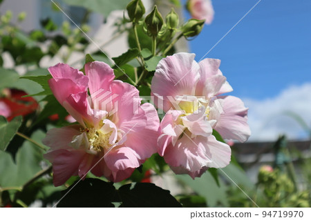 沐浴在陽光下的醉扶優花 94719970