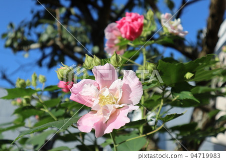 garden flower suifyou garden flower suifyou 94719983