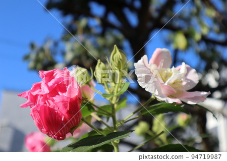 花園裡開花的芙蓉 花園裡開花的芙蓉 94719987