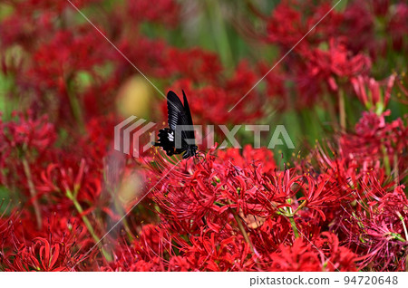 Cluster amaryllis Cluster amaryllis 94720648