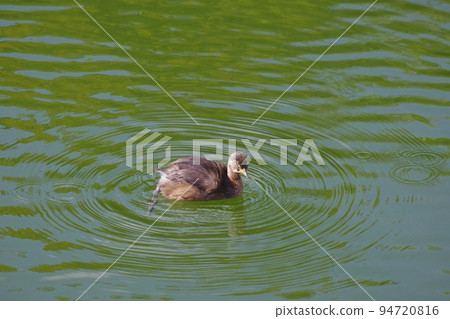 small duck swimming 94720816