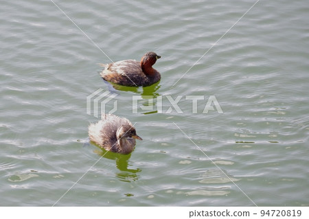 小鴨子游泳 小鴨子游泳 94720819