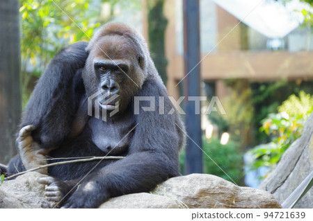 Western lowland gorilla kept in a zoo 94721639