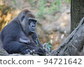 Western lowland gorilla kept in a zoo 94721642