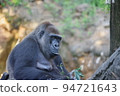 Western lowland gorilla kept in a zoo 94721643
