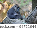 Western lowland gorilla kept in a zoo 94721644