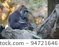 Western lowland gorilla kept in a zoo 94721646