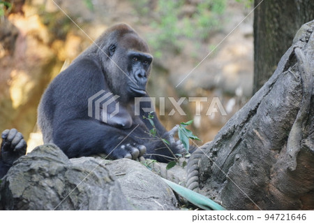 Western lowland gorilla kept in a zoo Western lowland gorilla kept in a zoo 94721646