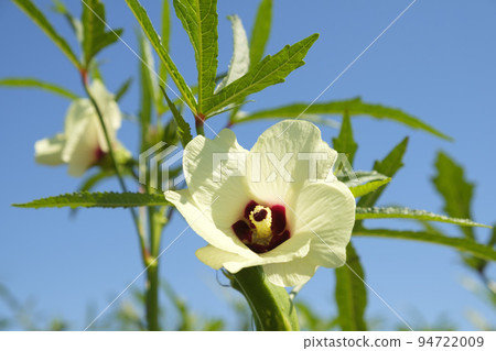 秋葵花在夏天的花園裡 94722009