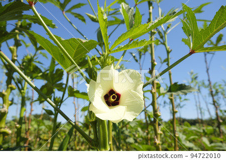 秋葵花在夏天的花園裡 94722010