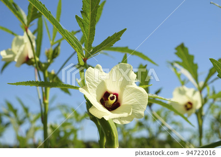 秋葵花在夏天的花園裡 秋葵花在夏天的花園裡 94722016