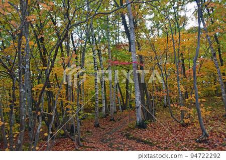 紅葉公園白樺林。紅黃相間的樹葉和樹木,松樹的綠色,枯葉的地毯,都很美。 紅葉公園白樺林。紅黃相間的樹葉和樹木,松樹的綠色,枯葉的地毯,都很美。 94722292