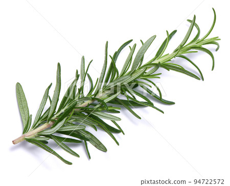 fresh rosemary branch isolated on white background fresh rosemary branch isolated on white background 94722572